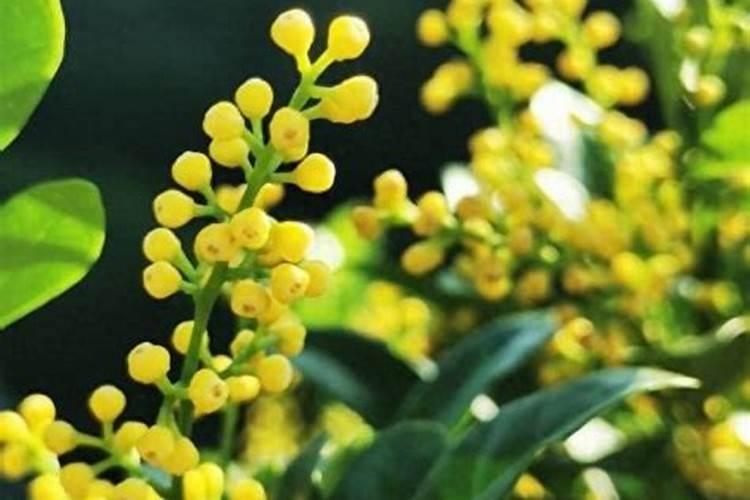 米兰花用什么肥料可以让它开花