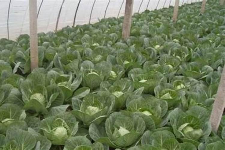 雨水多如何施肥呢