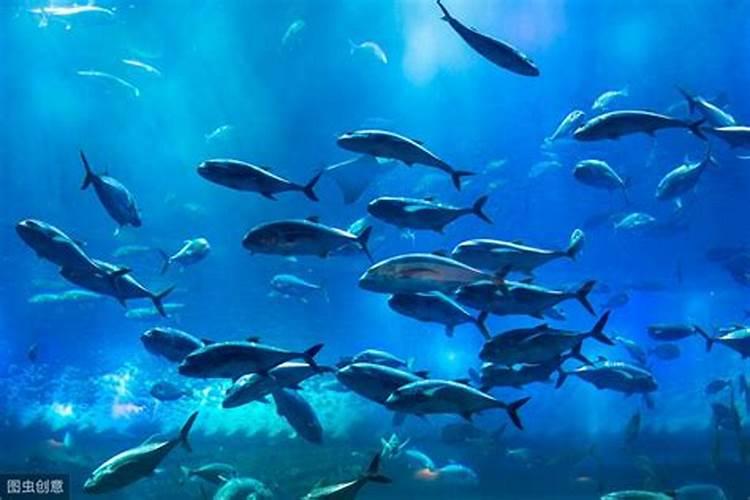 弄鱼蛋白小作坊投资大吗