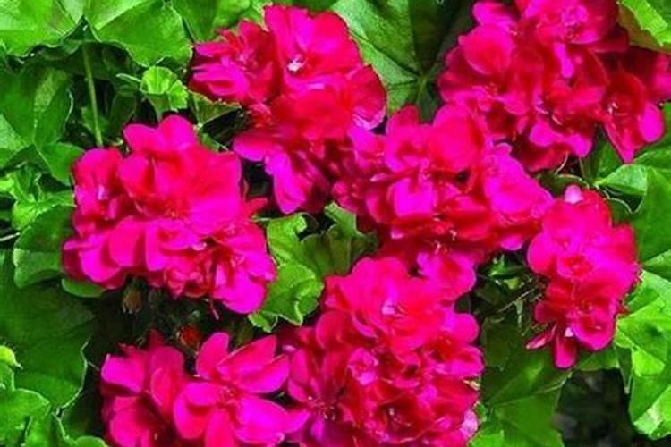 龙眼树采果后如何施肥？