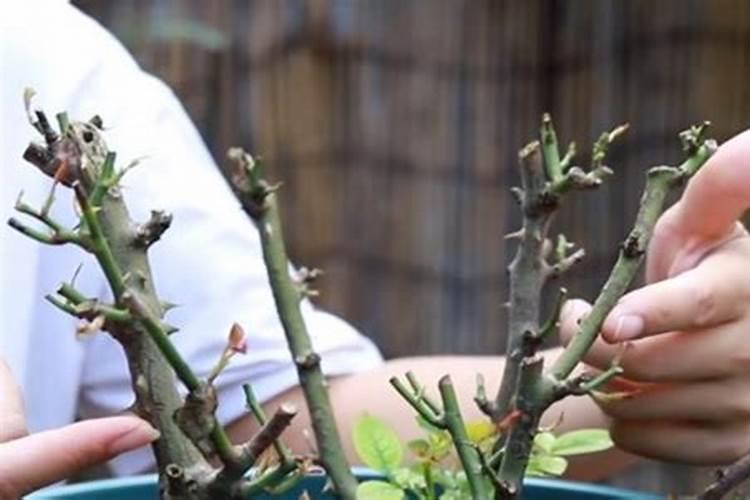 月季夏天施什么肥最好