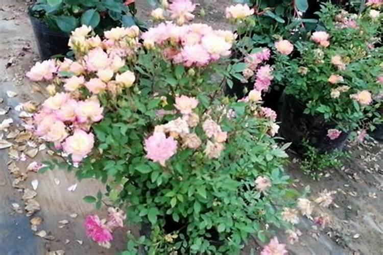 月季花用什么肥料最佳？