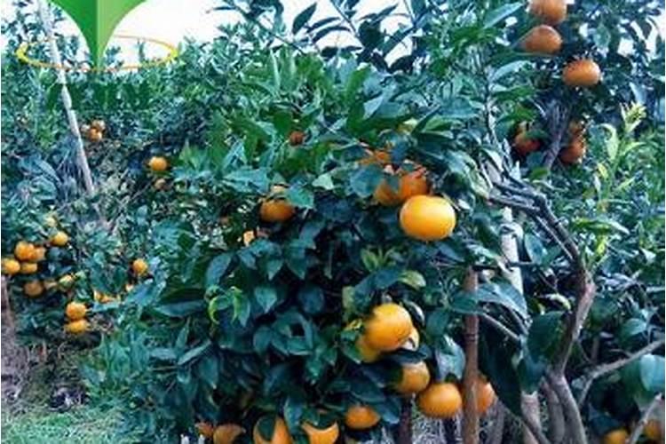 六月份柑橘施平恒型复合肥料行吗？