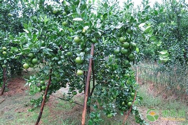 柑橘花少果少,用什么水溶肥进行管理？