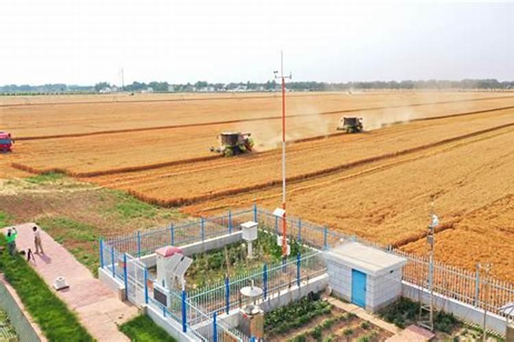 玉米水稻小麦叶面肥该如何选择呢？选择什么样的叶面肥才最有效