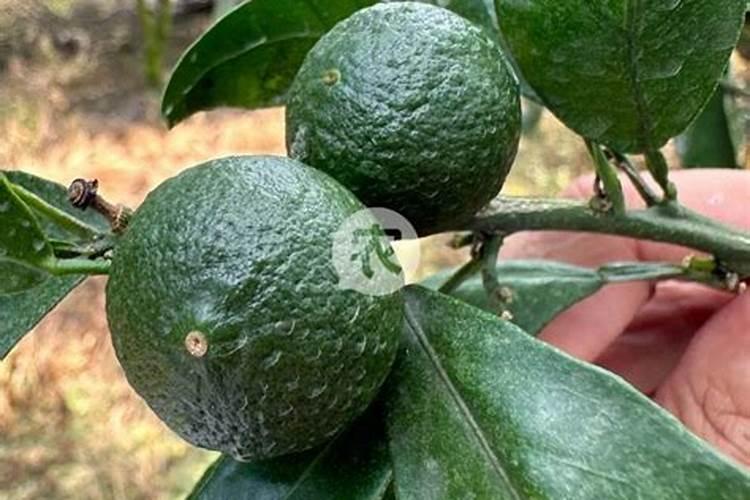 柑橘用什么水溶肥产量高？柑橘膨果用什么叶面肥效果好？