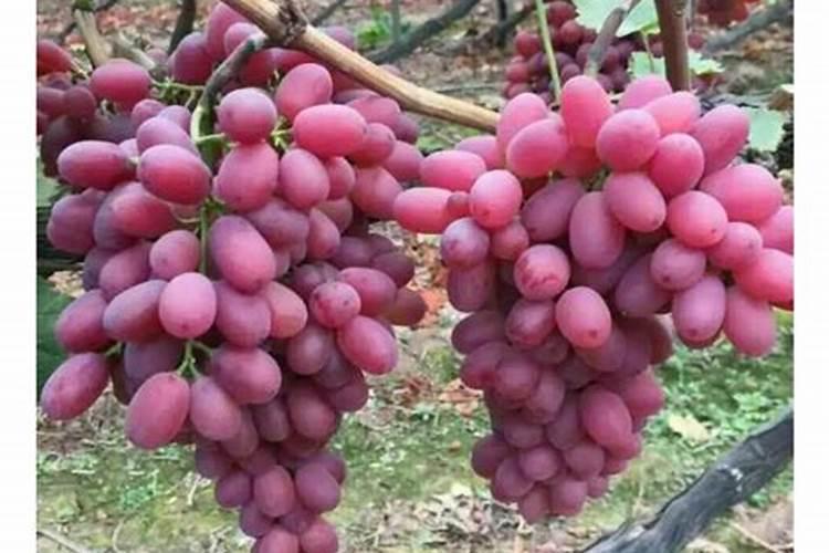 春季葡萄怎样施肥浇水