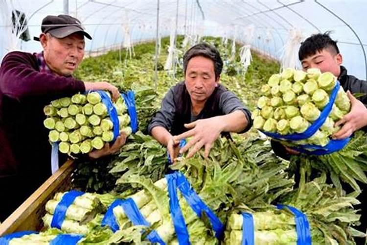 尿素在蔬菜什么时期用