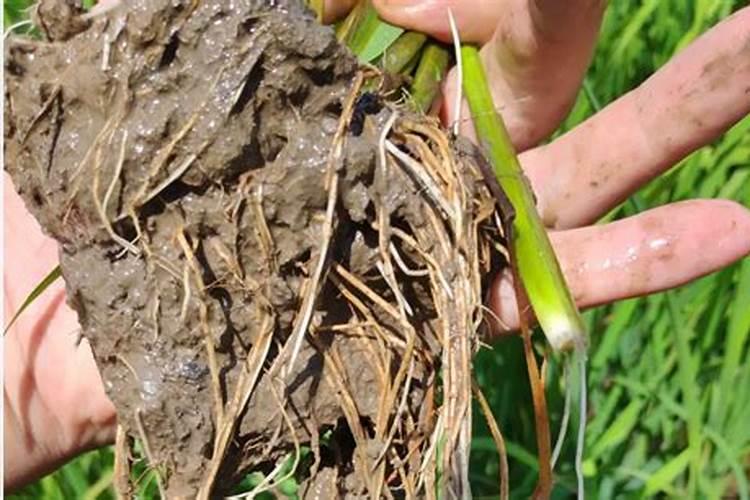 矿源黄腐酸、生化黄腐酸效果都一样？千万可别上当了!