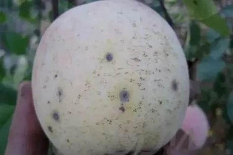 果树打芸苔素能增甜吗为什么