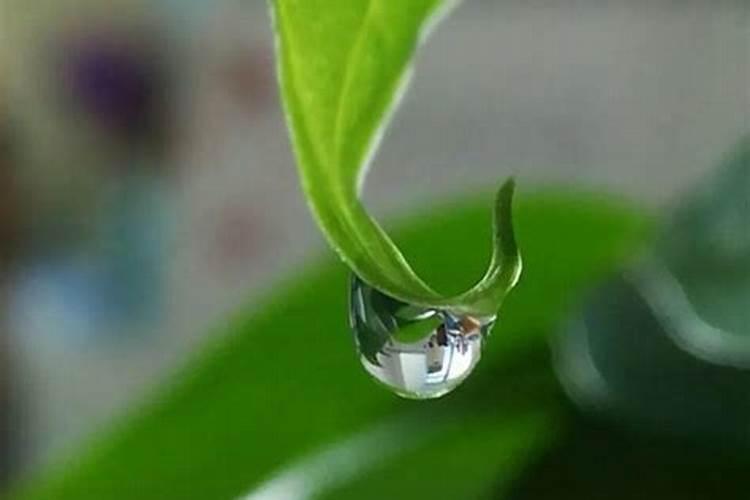 温室中的茄子着色不良的原因及防治的有效方法