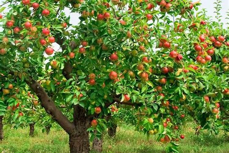 苹果幼果期最大钙用量是多少？