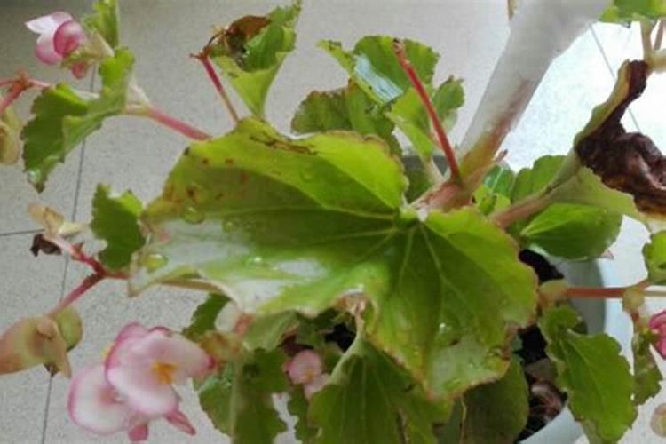 四季海棠花长出叶子就干枯怎么办 四季海棠花长出叶子就干枯如何处理