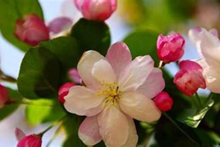 四季海棠花长出叶子就干枯怎么办