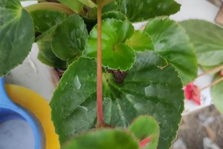 海棠花树叶干枯是怎么回事,该怎么办？