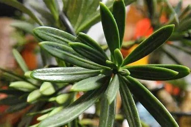 罗汉松专用肥 用什么肥料好