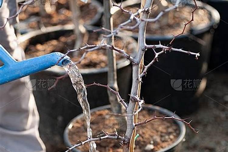 新移栽的树多久可以施肥