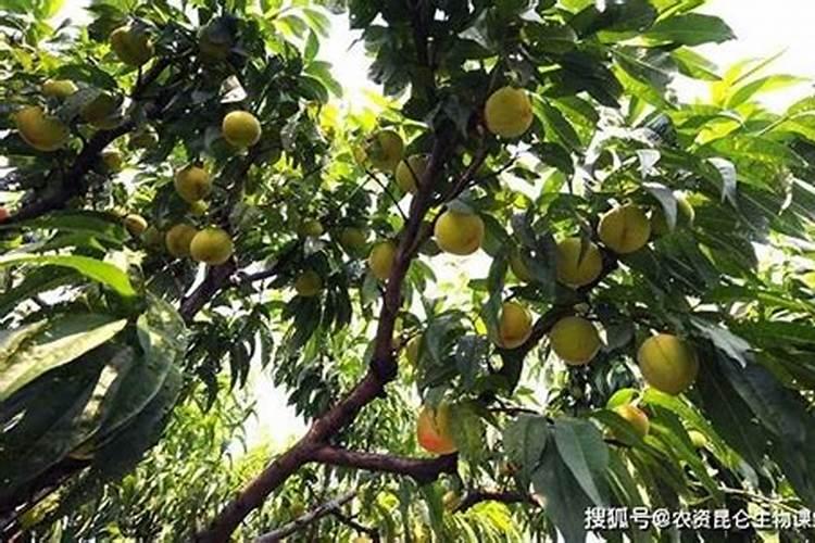 桃子增大用什么叶面肥