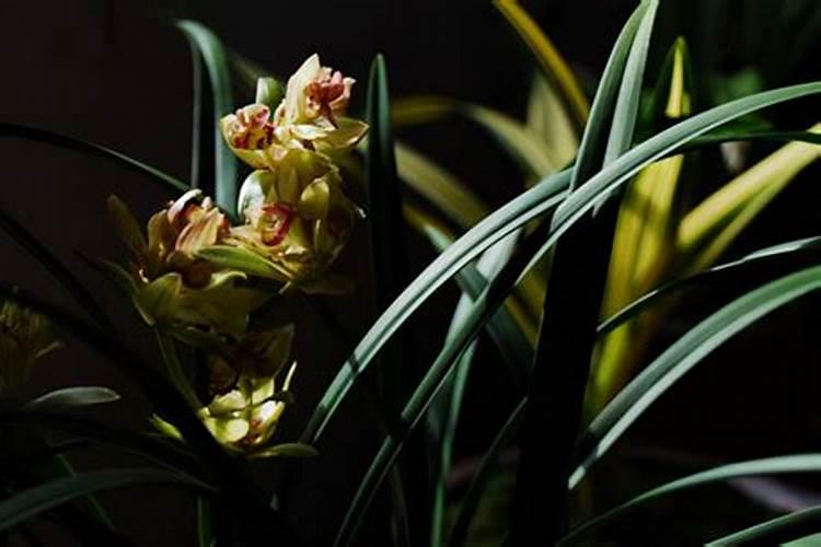 磷酸二氢钾怎么给兰花施肥