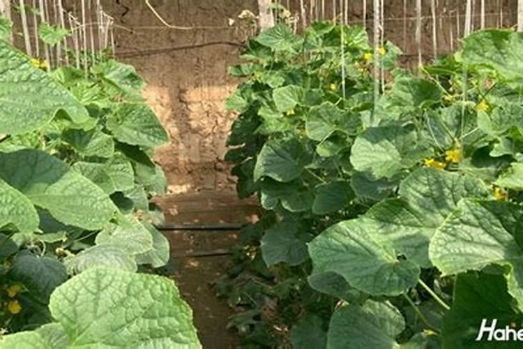 桦甸角瓜怎么施肥