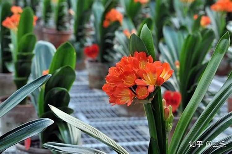 君子兰叶面肥怎么用