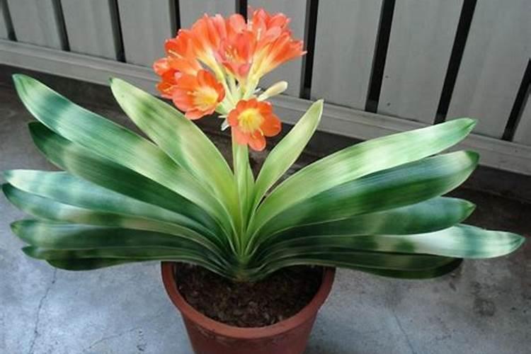 君子兰用什么叶面肥