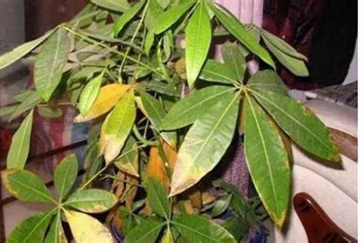 发财树叶子变黄、干枯,怎么办啊