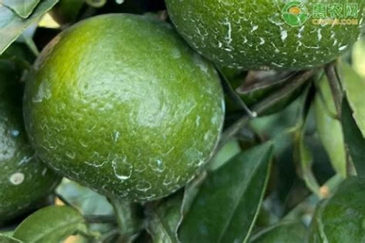 柑树施了硝酸铵钙肥过几天可以施复合肥？