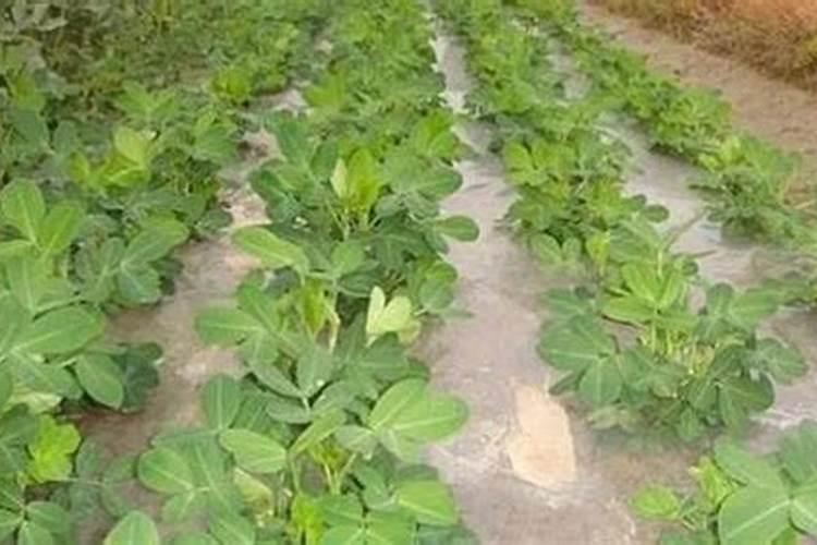 种花生什么时候施肥 种花生应该怎么施肥