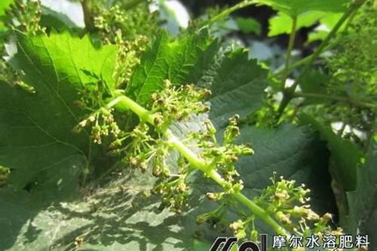 葡萄花期要施高磷的肥料吗