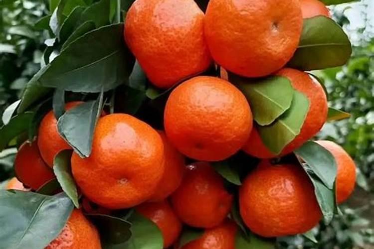 沙糖桔挂果树现在正抽芽尘,怎么控梢呀？