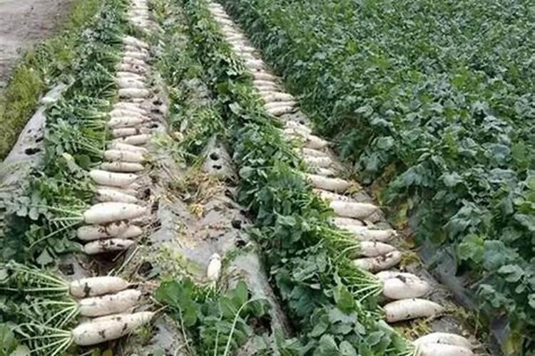 白萝卜最佳种植时间 白萝卜的种植时间和方法