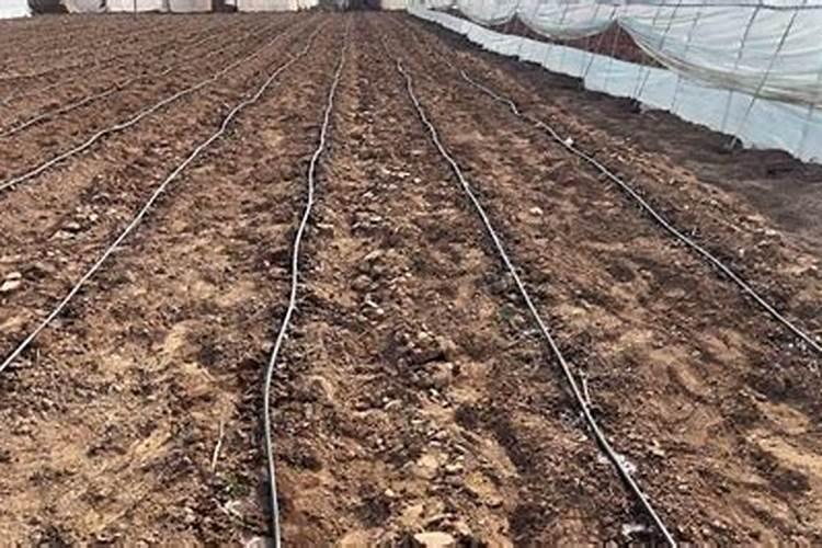 辣椒开花期一亩地滴两公斤左右高钾肥合适吗