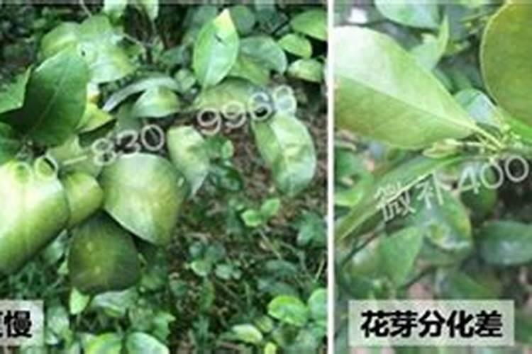 适时补充镁元素可使绿色观赏叶植物正常生长,这是为何