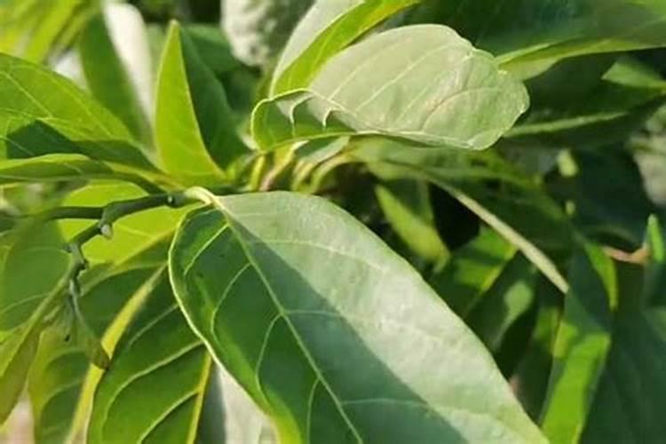 如何种植释迦果的基本方法