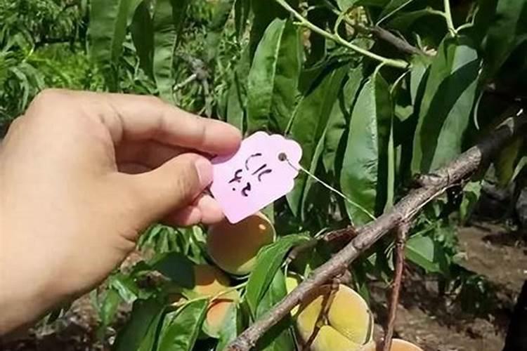 桃子卸果后可以喷施钙肥吗