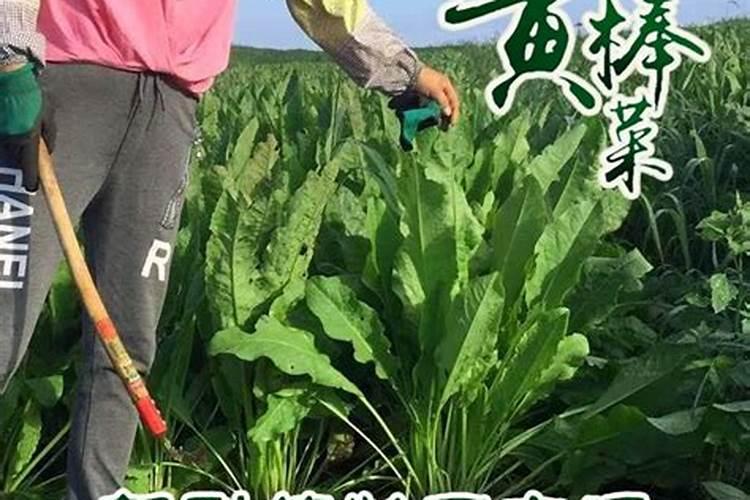 棒菜怎样种？怎么管理？