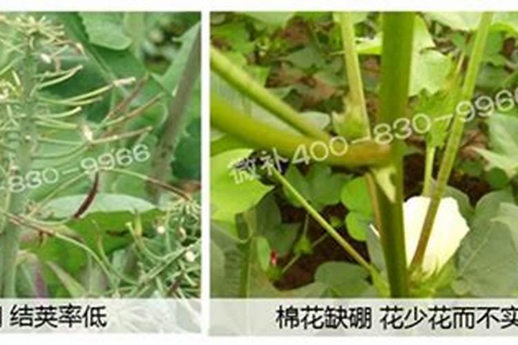 硼在西瓜什么时候补