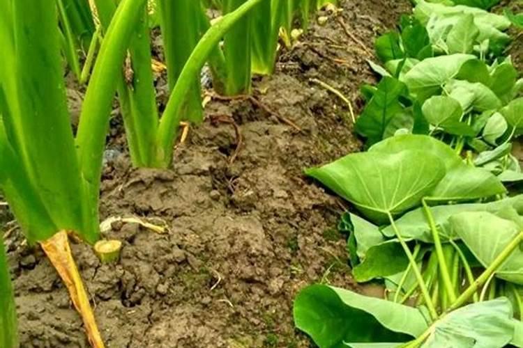 芋头多追施磷肥有害处吗