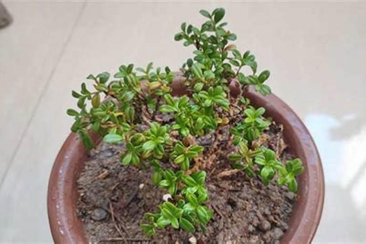 珍珠黄杨的养殖方法和注意事项