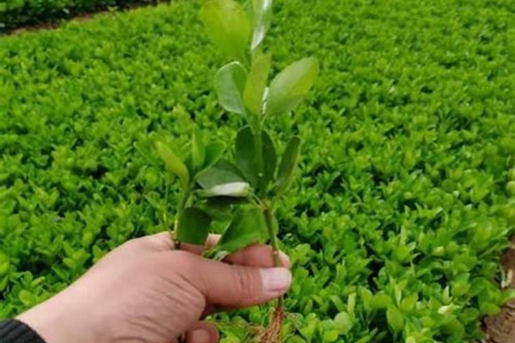 珍珠黄杨盆景养殖方法,六点使其旺盛生长