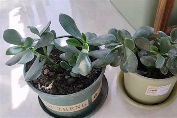 水稻钾肥什么时候施 水稻什么时候施钾肥