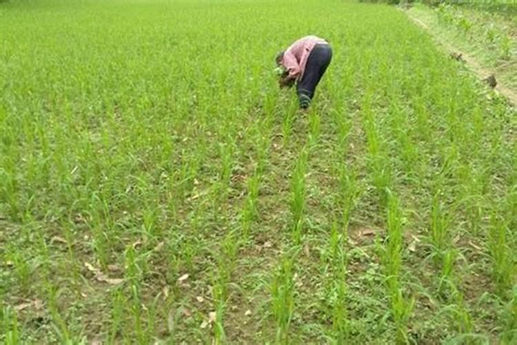 果树喷施硼肥时可兑多菌灵吗