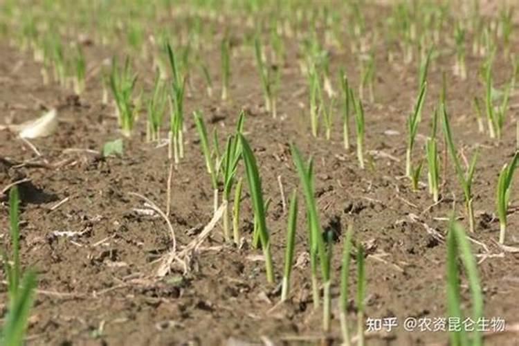 大蒜冲施肥能用矿源黄腐酸钾吗？大蒜提质增产怎么使用矿源好