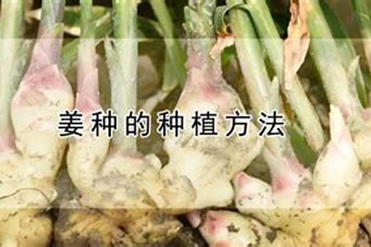 大姜第一次施什么肥 大姜施肥注意事项