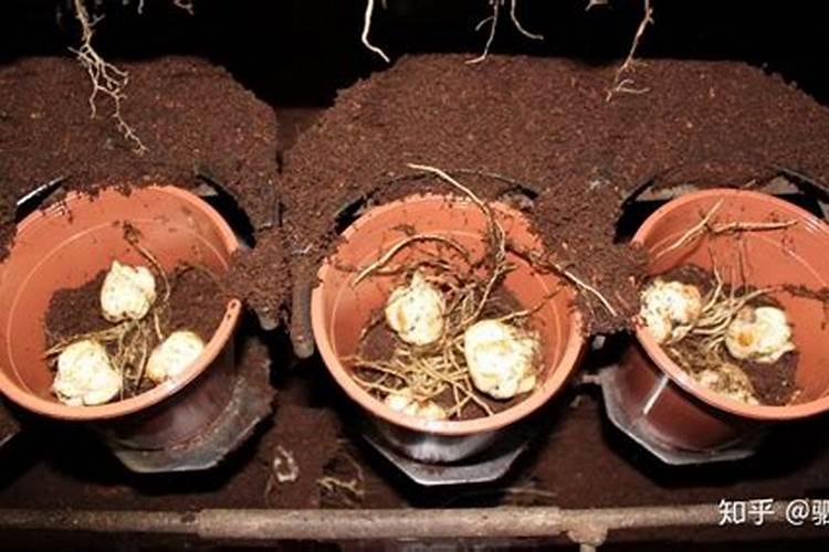 百合花芽期施什么肥