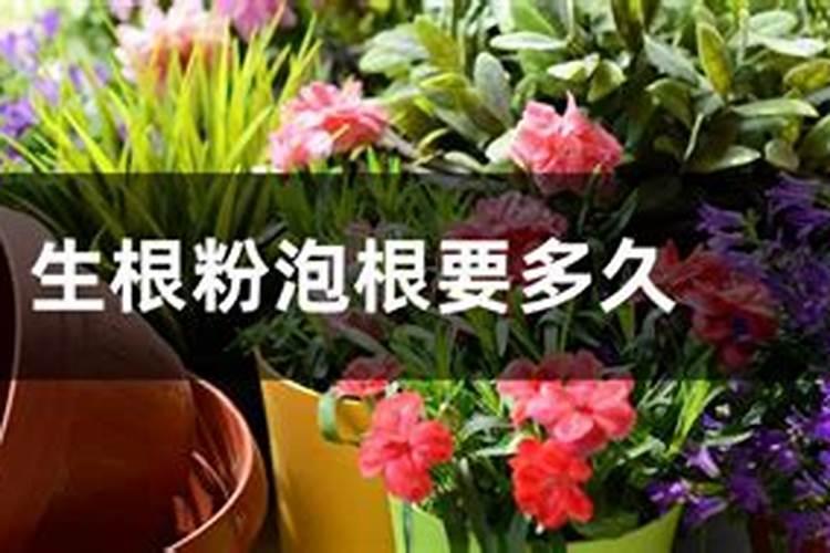 种植百合花正确方法