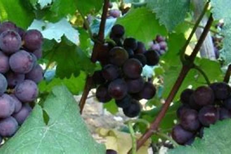 金边虎皮兰怎么施复合肥