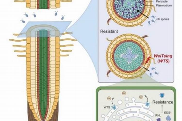 西红柿地能种圆白菜吗