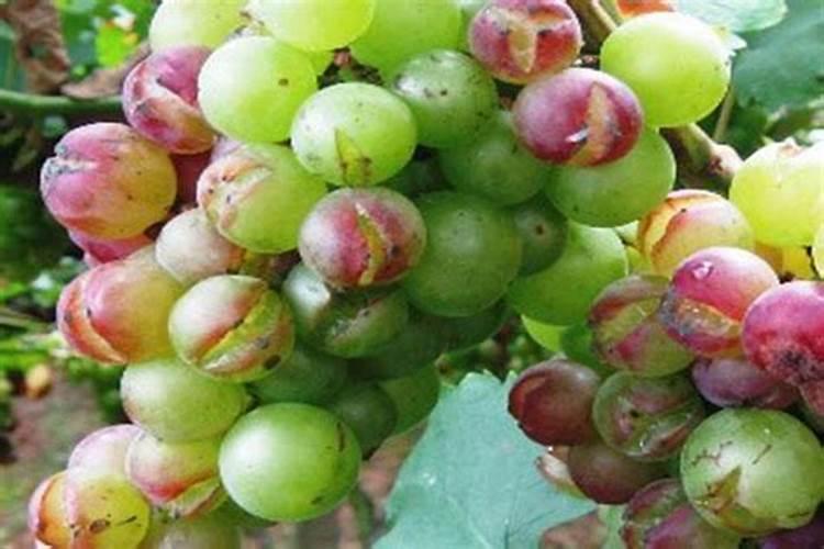 蓝宝石葡萄防止裂果的方法